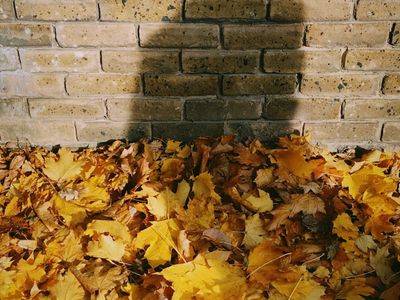 Shadows of leaves falling on a white yoga studio wall.